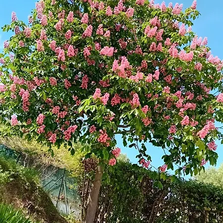 Belvedere House - Rosa House *